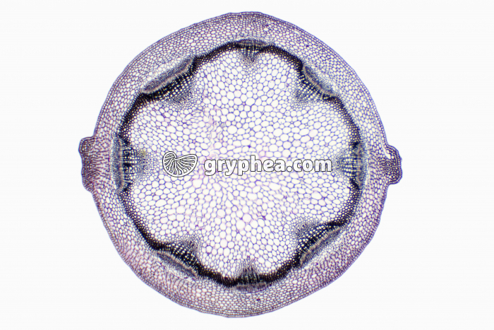 Tige de Mercuriale - structure primaire CT x10 - gryphea.com